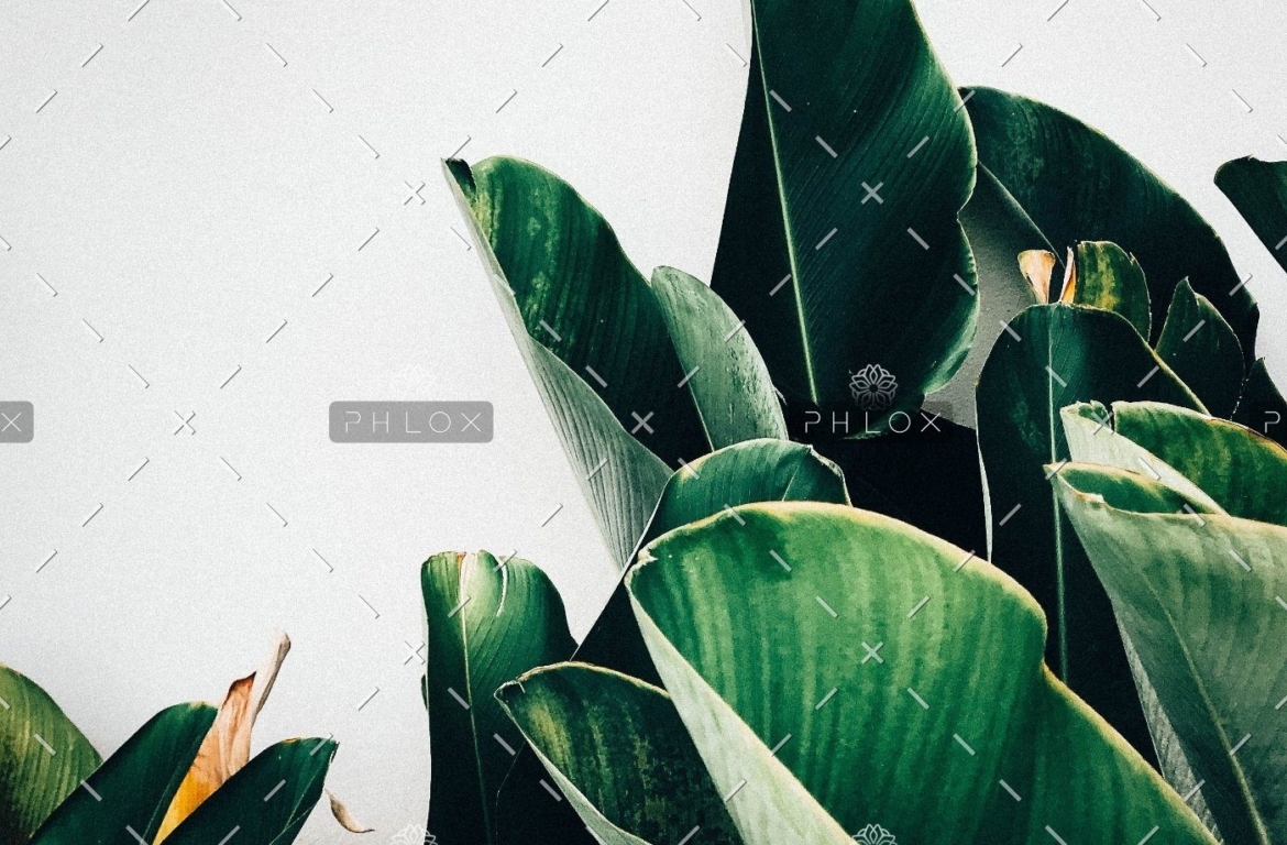 demo-attachment-385-kiki-siepel-787802-unsplash