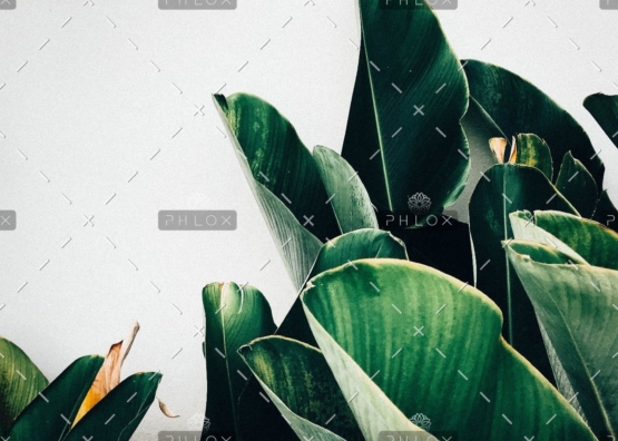 demo-attachment-385-kiki-siepel-787802-unsplash
